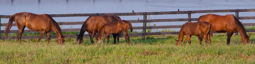 Whispering Oaks Farm